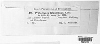 Protomyces kreuthensis image